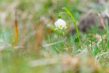 Delicate white flowers blooming in the forest.