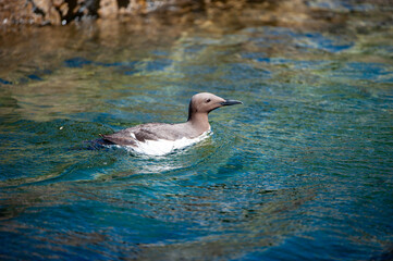 Guillemot swimming in the sea Farne Islands