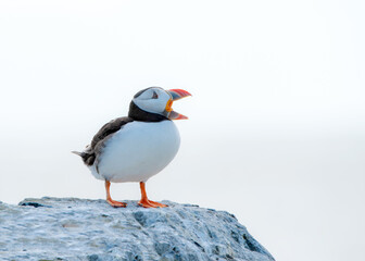 Call of the Puffin Farne Island 