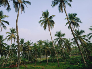 Obraz premium Beautiful coconut trees and sky