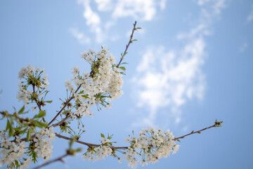 fruit tree blossom, fruit blossoms blooming in spring. flower on the branch in its natural environment.