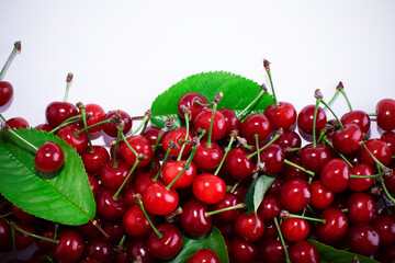 Lots of ripe cherries with stems and leaves. Large collection of fresh red cherries. Ripe cherries background.
