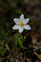 Obraz na płótnie Canvas Wood anemone, early spring white wildflower in nature.