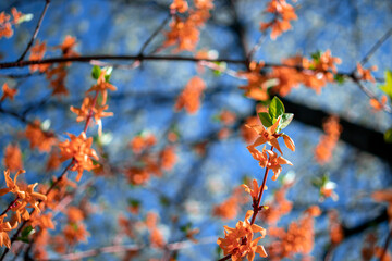 Blossoming twig of tree with yellow flowers,on blue sky background.