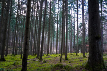 forest in the morning