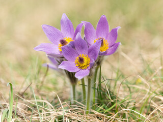 Obraz premium Closeup of a wild pasque flower in springtime