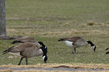 Goose on the Streets