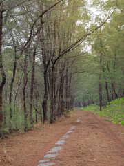 On the dirt road entering the village along the road is a pine forest in the southern part of Thailand.