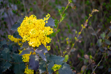 Holly mahogany - Mahonia aquifolium, there is bokeh on background. 