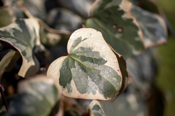 Hedera - Ivy - is an evergreen climbing or ground-creeping woody plant