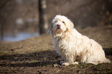 A beautiful dog is sitting, waiting to play with the owner