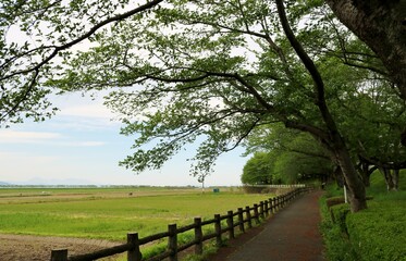 新緑の散策路　桜の木　春　風景