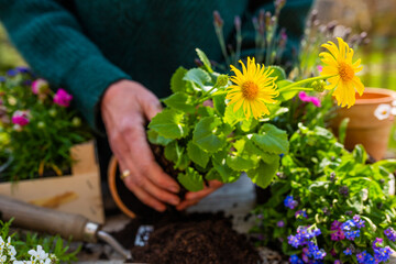Woman planting seedlings of spring flowers into pots in the garden.