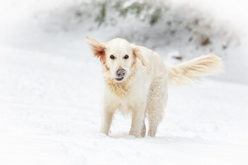 A beautiful Golden Retriever dog in the snow waiting to play with the owner