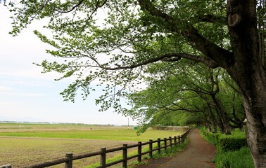 新緑の道　桜の木　田舎　風景