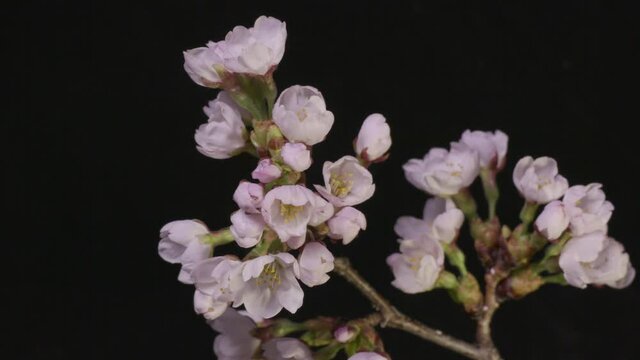 Cherry Blossom flowering, blooming studio timelapse
