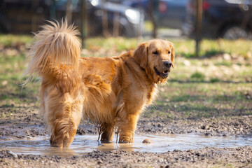 Golden Retriever dog is playing in a pit full of mud