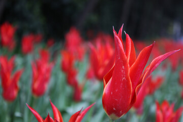 red tulip in the garden