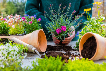Woman planting seedlings of spring flowers into pots in the garden.