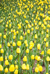 yellow spring tulip flower field. 
