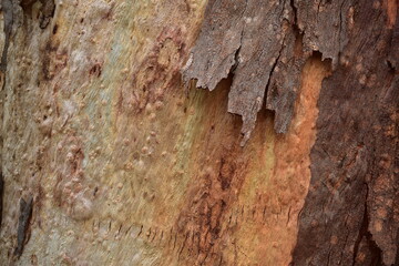 close up of eucalypt tree trunk with shiny new bark and old bark peeling