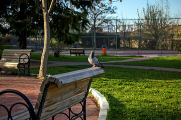 Bench standing empty in the park without people. pandemic process quarantine.