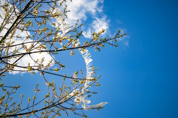 the tail of the kite is caught in the branch of the tree and the game is over. unfinished enthusiasm.