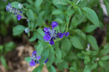 Purple Herb Flower