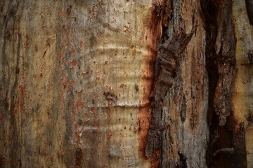 close up of eucalypt tree trunk with shiny new bark and old bark peeling around exposed wood
