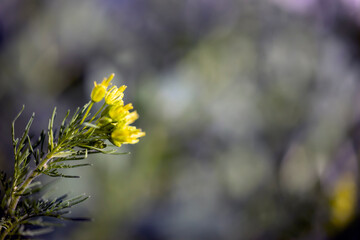 flowers on a green background