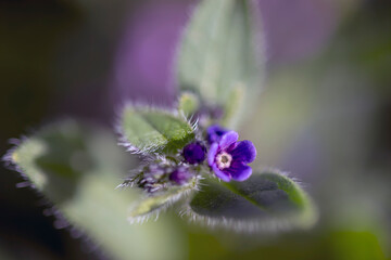 small purple wildflower enlarged macro photo
