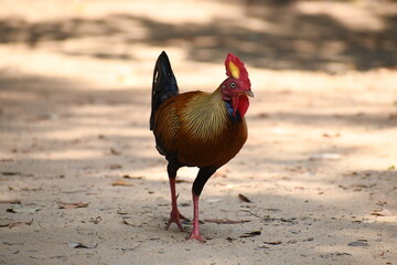 The Sri Lankan junglefowl