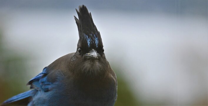 Blue Jay Bird Up Close