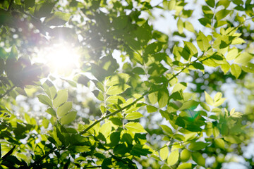 Obraz premium 太陽の光と透ける薔薇の葉