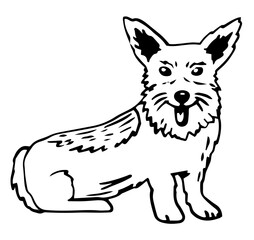 Cute Welsh corgi. Funny vector illustration. Portrait of a dog for decoration and design. doodle, hand drawing