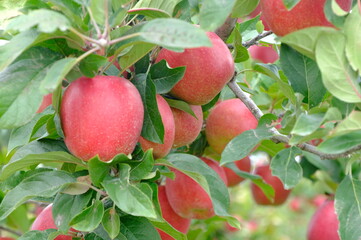 red apples on a branch, red apples on a tree of New Zealand garden
