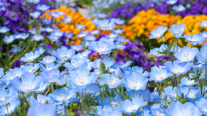 花壇のネモフィラ
