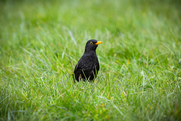 Amsel