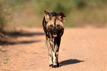 African Wild Dog