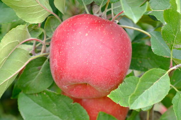red apples on a branch, red apples on a tree of New Zealand garden