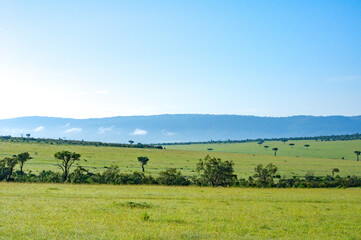 Fototapeta na wymiar Landscape of Maasai Mara, Kenya,Africa