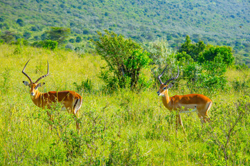 Beautiful wild Impala in Maasai Mara savannah, East Africa