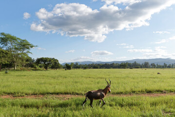Eswatini (Swasiland) - Blessbock