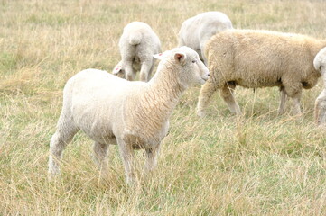 Fototapeta premium sheep in a field