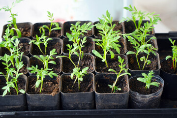Rotating Young green seedlings in small pots