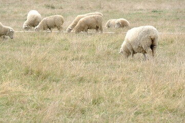 Obraz na płótnie Canvas sheep in a field