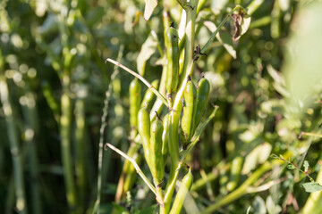 Saubohne auf dem Feld