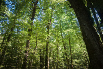 Fototapeta premium Luxuriant New Zealand native forest shadows of tree trunks contrasting with backlit lime green foliage of beech trees.