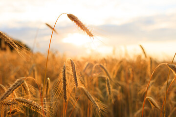Kornfeld im Sommer
