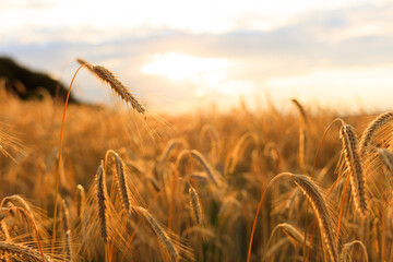Kornfeld im Sommer